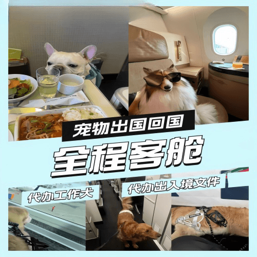 哈尔滨宠物托运到白俄罗斯宠物入境规定和要求