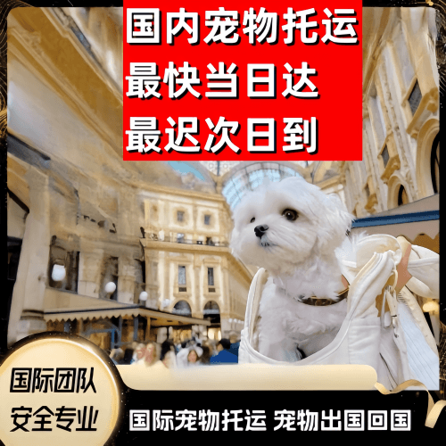 哈尔滨到澳大利亚（澳洲）宠物入境规定和要求